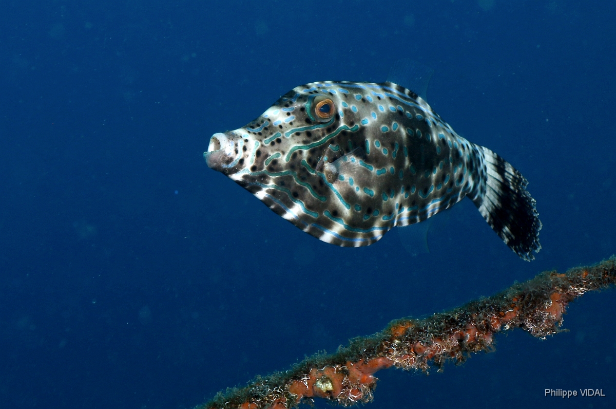 Bali 2016 - Scrawled filefish - Poisson lime gribouille - Aluterus sriptus -  IMG_5937_rc.jpg